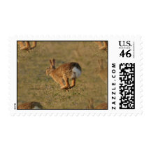 Rabbit Hopping Postage Stamp