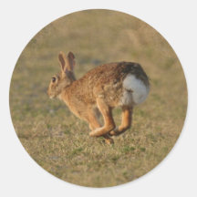 Rabbit Hopping Sticker