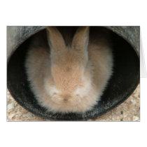 rabbit in a pipe cards by Libby rabbit in a pipe cards