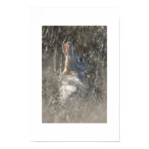 Rabbit in the Brush posters