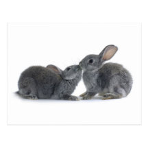 Rabbit Kiss Post Cards