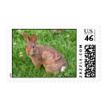 Rabbit Looking Postage Stamp