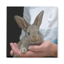 rabbit magnets by sokalegga rabbit magnets