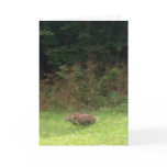 Rabbit on the Run Greeting Cards