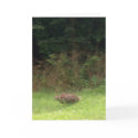 Rabbit on the Run card