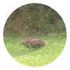 Rabbit on the Run sticker