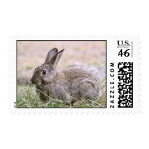 Rabbit Picture Postage Stamp