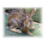 Rabbit Pictures Postcard