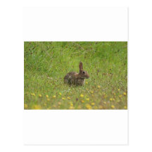 Rabbit Post Cards