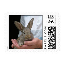 rabbit postage stamps