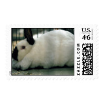 Rabbit Postage Stamp stamps