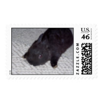 rabbit stamps