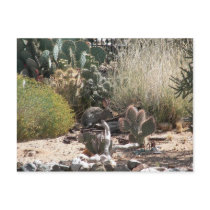Rabbit postcards by Congress_Arizona Rabbit postcards