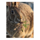 Rabbit Postcard