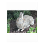 rabbit postcards