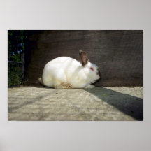 Rabbit Print