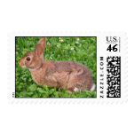 Rabbit Profile Stamp