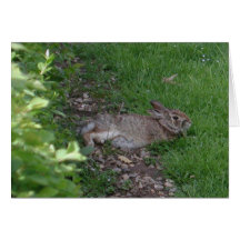 Rabbit Relaxation Card