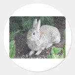 rabbit round stickers
