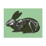 rabbit skeleton postcards