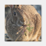 Rabbit Square Magnet