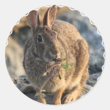 Rabbit Stickers