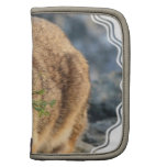 Rabbit  Wallet Organizers