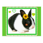 rabbit with sunflower postcards