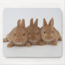 Rabbits.Netherland Dwarfs. Mousepad