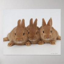 Rabbits.Netherland Dwarfs. Print