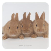 Rabbits.Netherland Dwarfs. Square Sticker