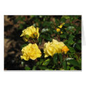 Rabble Rouser 057 cards
