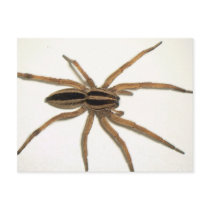 Rabid Wolf Spider Postcard.