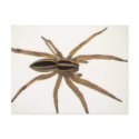 Rabid Wolf Spider postcards