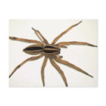 Rabid Wolf Spider