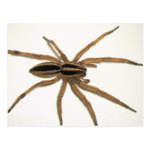Rabid Wolf Spider Postcard.