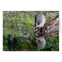 Raccon Reflection Greeting Card