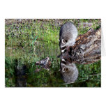 Raccon Reflection cards