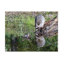 Raccon Reflection Postcard
