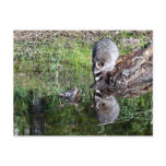 Raccon Reflection Postcard