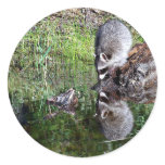 Raccon Reflection Stickers