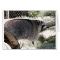 raccoon1 cards by kathiscc raccoon1 cards