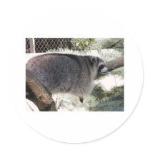 raccoon1 stickers by kathiscc raccoon1 stickers