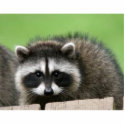 raccoon6 photo sculptures