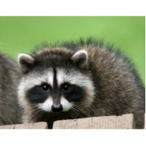 raccoon6 photo sculptures