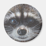 Raccoon #1 refrigerator magnets