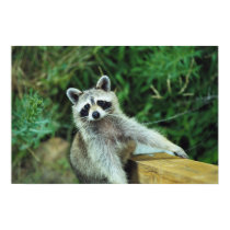 Raccoon #2 posters by pagefault Raccoon #2 posters