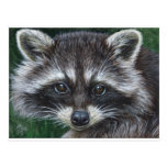 Raccoon #3 post cards