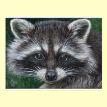 Raccoon #3 postcards