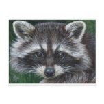 Raccoon #3 post cards